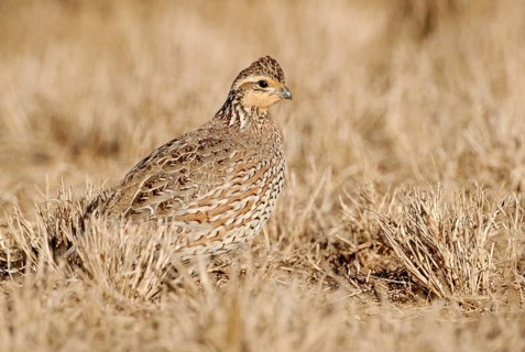 Northern Bobwhite (Colinus virginianus) female, Texas, USA, North America