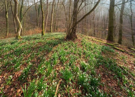 Sunny forest with spring snowflakes (Leucojum vernum), Ziegelroda Forest, Saxony-Anhalt, Germany,