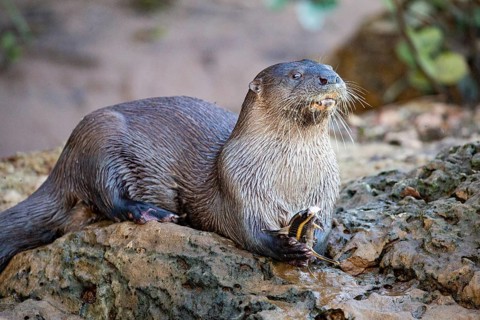 Southern river otter (Lontra longicaudis) Pantanal Brazil