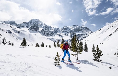 Skiers on the descent to Preda between small conifers, picturesque mountain landscape in winter