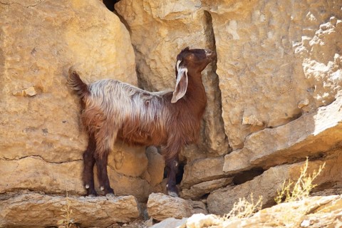 Goat (Capra aegagrus hircus) with floppy ears in Wadi Bani Khalid, Shamal ash-Sharqiyya district,