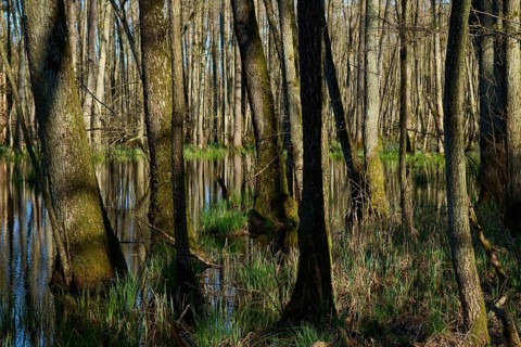 Dense alluvial forest with swampy water and green ground cover, alders, spring, nature reserve Rote