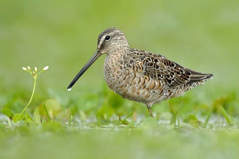 Long-billed Dowitcher (Limnodromus scolopaceus), Texas, USA, North America
