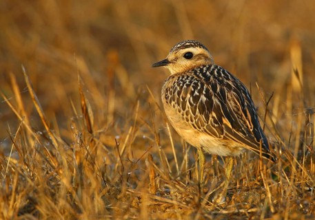 Eurasian Dotterel (Charadrius morinellus), Cabo Espichel, Portugal, Europe