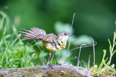 Western yellow wagtail (Motacilla flava) Hungary