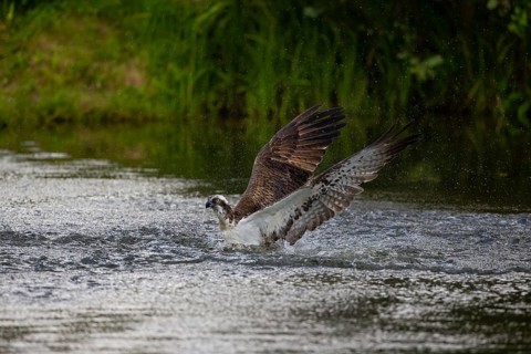 Western osprey (Pandion haliaetus) fishing, Finland, Europe