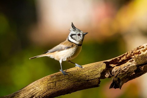 Crested Tit (Parus cristatus), Germany, Europe