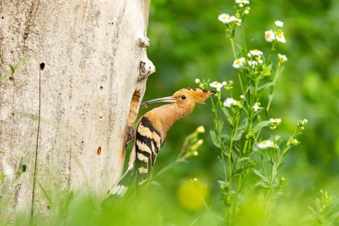 Hoopoe (Upupa epops) Hungary