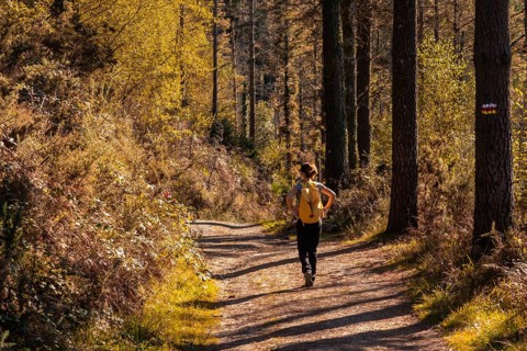 A young hiker in an autumn sunset on a route through a beautiful forest, getting to know nature