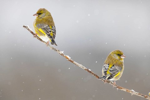 Greenfinch (Carduelis chöloris) Germany
