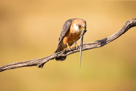 Red-footed falcon (Falco vespertinus) female, with captured lizard, Hungary, Europe
