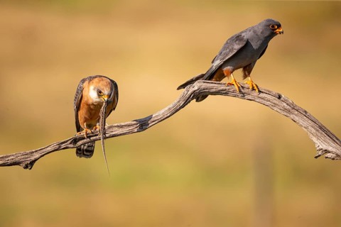 Red-footed falcon (Falco vesperetinus) Male handing over a captured lizard to female, Hungary,