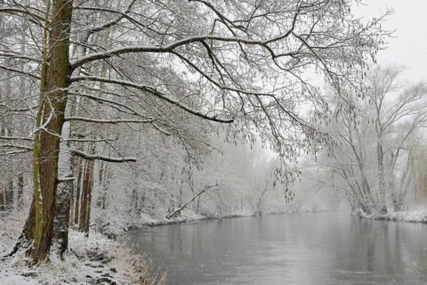 Winter landscape by a river, willows (Salix) and alders (Alnus) on the bank in dense snowfall,