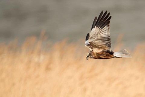 Western Marsh Harrier (Circus aeruginosus) male flying, Netherlands