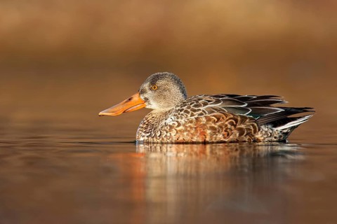 Northern Shoveler (Spatula clypeata) female, British Columbia, Canada, North America