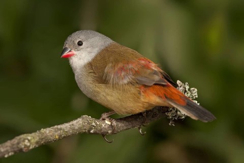 Yellow-bellied Waxbill (Coccopygia quartinia)