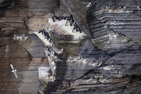 Guillemot (Uria aalge) and kittiwake (Rissa tridactyla), seabird colony in a cliff face, Orkney