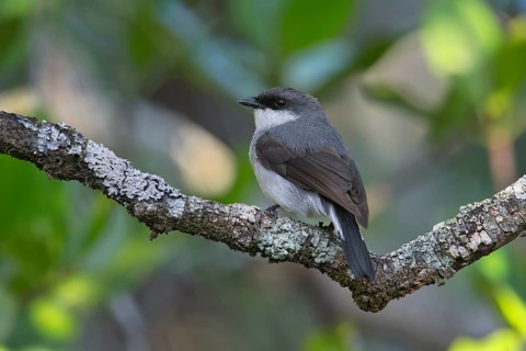 Mangrove Robin (Peneoenanthe pulverulenta leucura), Queensland, Australia, Oceania
