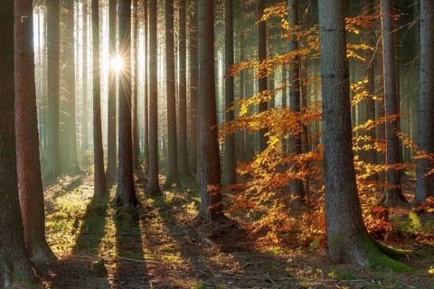 Spruce forest in autumn with fog, sun shining through the tree trunks, beech with autumn leaves,