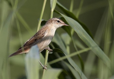 Sedge Warbler (Acrocephalus schoenobaenus), Mecklenburg-Western Pomerania, Deutschland