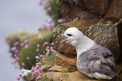 Northern fulmar (Fulmarus glacialis) sitting in a rocky niche in front of a flower-covered grass
