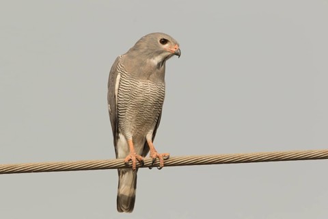 Lizard Buzzard (Kaupifalco monogrammicus), Gambia, Africa