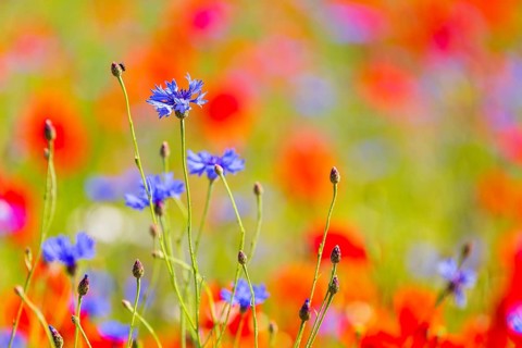 Cornflowers (Centaurea cyanus) in bloom among poppies, Saxon Switzerland, Saxony, Germany, Europe