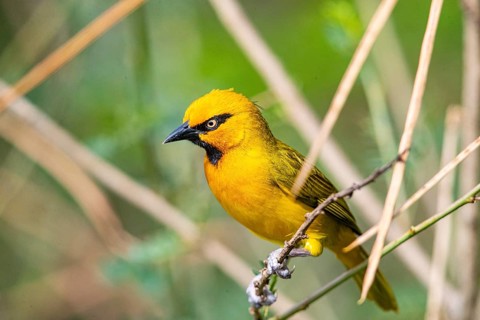 Spectacled weaver (Ploceus ocularis) Masai Mara Kenya