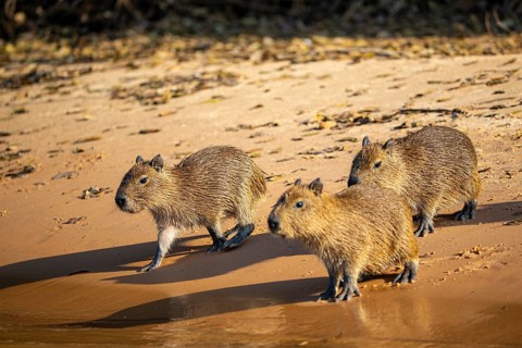 Capybara (Hydrochaeris hydrochaeris) Pantanal Brazil