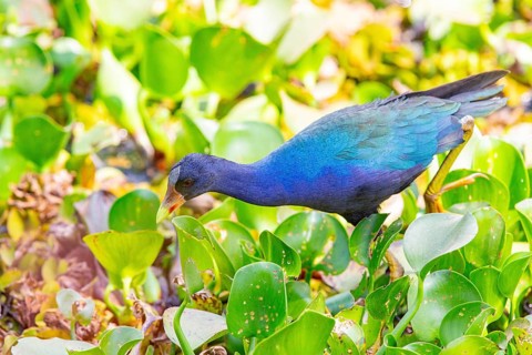 American purple gallinule (Porphyrio martinicus) Pantanal Brazil