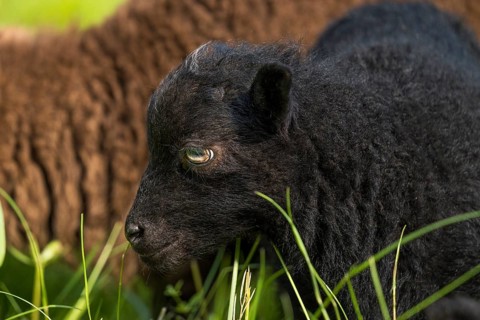 Black lamb, portrait, Ouessant sheep (Breton dwarf sheep), grazing. Germany