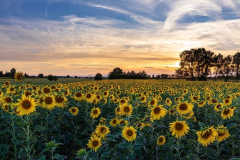 Field of blooming sunflowers (Helianthus annuus) at sunset, Großenhain, Saxony, Germany, Europe