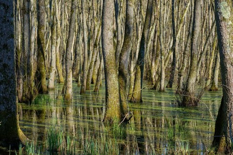 Alluvial forest, trees standing in a greenish marshy water area, alders, spring, nature reserve