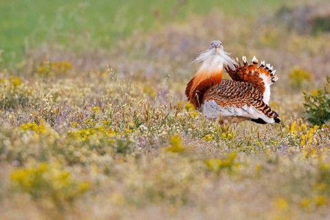 Great Bustard (Otis tarda), Castile, Spain, Europe