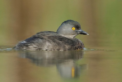 Least Grebe (Tachybaptus dominicus), Texas, USA, North America