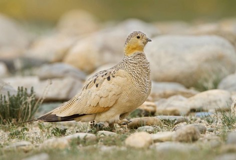 Tibetan Sandgrouse (Syrrhaptes tibetanus) female, Ladakh, India, Asia
