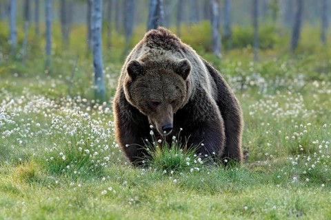 Brown bear walking in forest, morning light. Dangerous animal in nature taiga and meadow habitat.