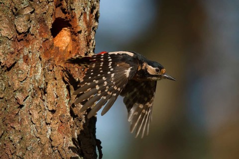 Great Spotted Woodpecker (Dendrocopos major) female leaving nesting hole, Utrecht, Netherlands