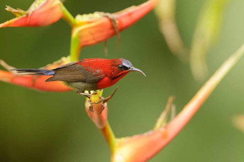 Crimson Sunbird (Aethopyga siparaja) male, Singapore, Asia