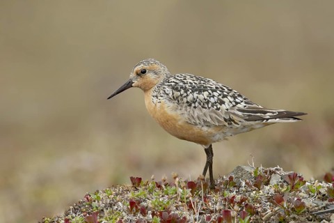 Red Knot (Calidris canutus), Alaska, USA, North America