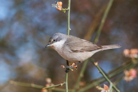 Lesser Whitethroat (Sylvia curruca) perched on a twig, Eilat, Israel, Asia