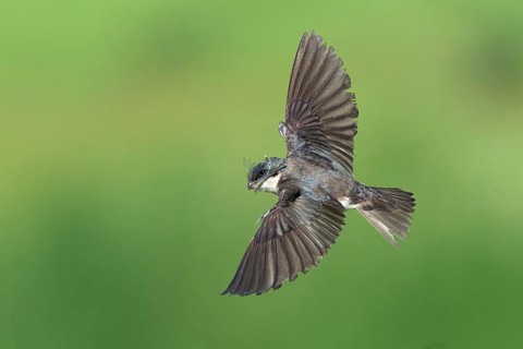 Tree Swallow (Tachycineta bicolor) flying, Colorado, USA, North America
