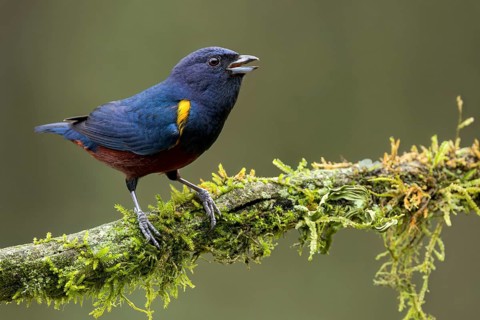 Chestnut-bellied Euphonia (Euphonia pectoralis) perched on a branch in the Atlantic Rainforest of