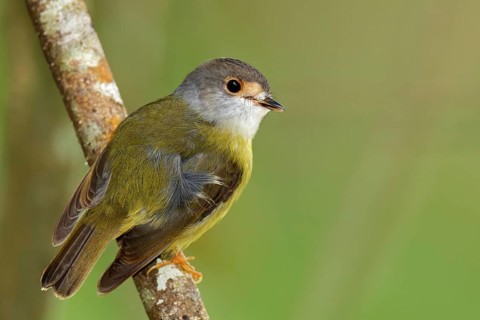 Pale-yellow Robin (Tregellasia capito), Queensland, Australia, Oceania