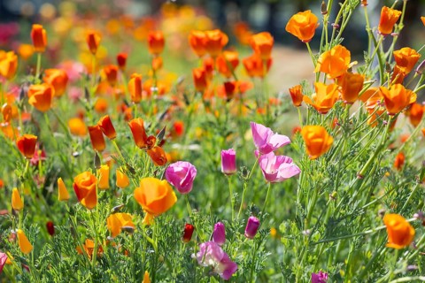 California poppy (Eschscholzia californica) in bloom, Saxony, Germany, Europe