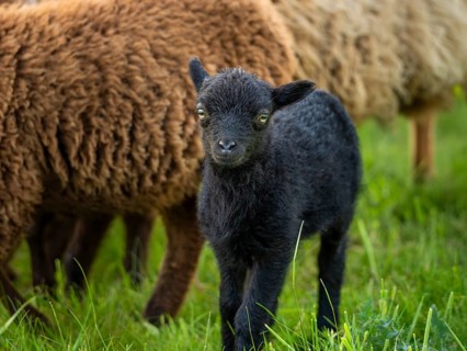 Black lamb in a meadow, behind it other sheep. Ouessant sheep (Breton dwarf sheep), Germany, Europe