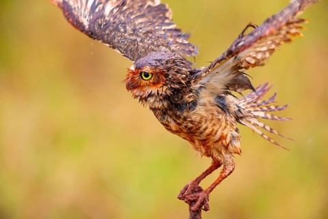 Burrowing owl (Speotyto cunicularia) Pantanal Brazil