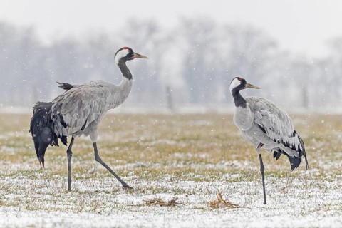 Common crane (Grus grus), also Eurasian crane, migratory bird, resting bird, breeding bird, pair,