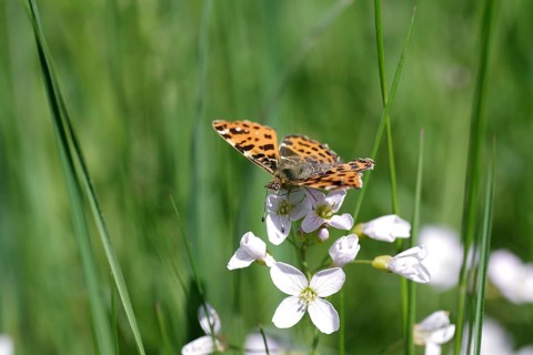 Land carat (Araschnia levana), butterfly, spring generation, meadow foamwort, orange, macro, The