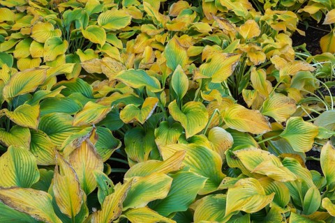 Hosta plants with heart shaped leaves changed to yellow in autumn, Quebec, Canada, North America